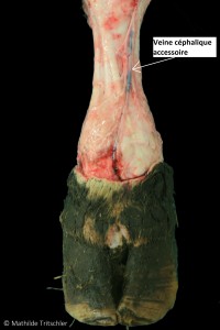Figure 23 : Photos de dissection, Irrigation superficielle du membre antérieur, vue de face – Mathilde Tritschler