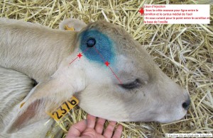 Figure 10 : Lieux d’injections dans le but d’insensibiliser le cornillon – Dr P Otz et M Tritschler