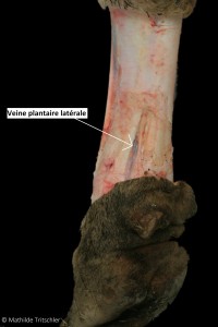 Figure 26 : Photos de dissection, Irrigation superficielle du membre postérieur, vue plantaire latérale – Mathilde Tritschler