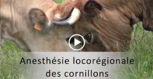 Vidéo 4 vignette cornillons