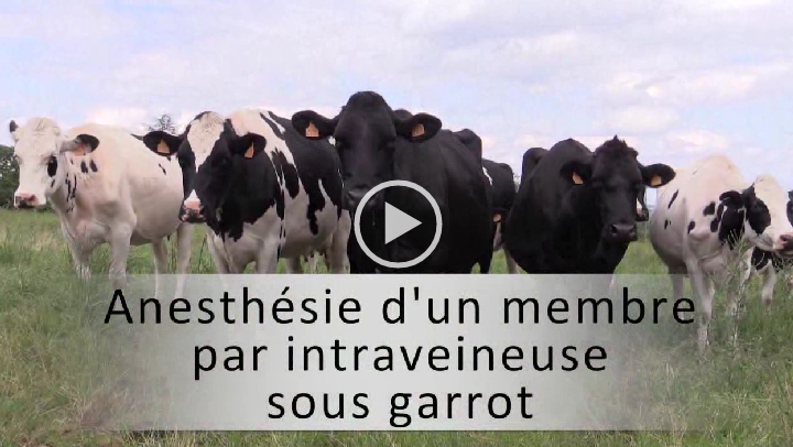 Vidéo 10 vignette membre sous garrot