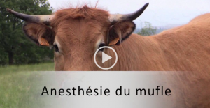 Vidéo 12 vignette mufle