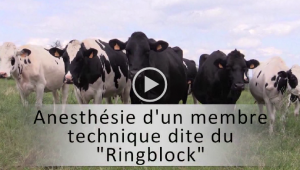 Vidéo 11 vignette ringblock